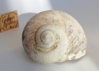 Muszla morska Ensaymada z Filipis - ślimak morski z rodziny Trochidae. Musz