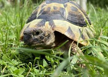 Żółw grecki samiec 6 lat
