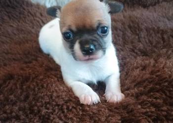 W naszej domowej hodowli powitaliśmy pięknego piChihuahua  chłopiec Diament