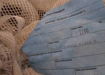 Sadzeniaki AMARANT