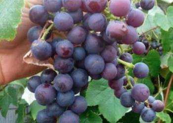 Dorosła sadzonka NEW YORK MUSCAT. Sadzonki winorośli 1,8m
