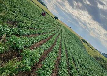 Ziemniaki drobnego kalibru