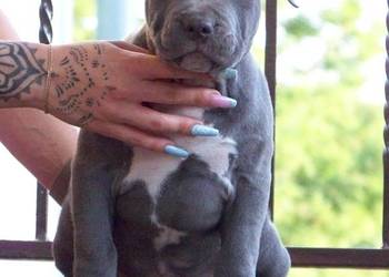 Amstaff Blue - mocny samiec