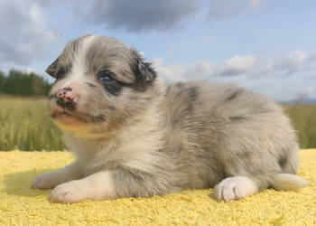 Wspaniała suczka blue-merle BORDER COLLIE - przebadani rodz, pełna dok.