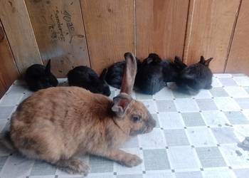 Samica z młodymi sztuk 6 polecam