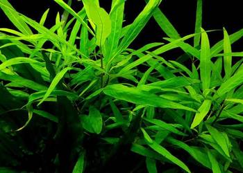 Hygrophila Angustifolia- roślina akwariowa