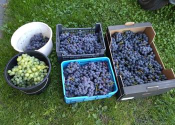 Winogron na soki wino bezpośredniego spożycia