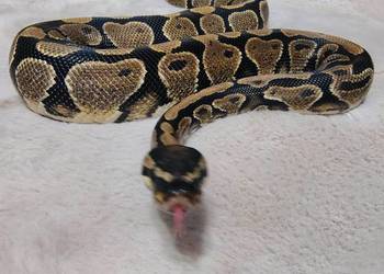 Pyton Królewski Regius Samiec