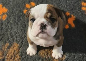 Buldog angielski (FCI) samiec