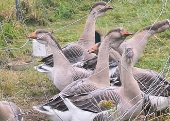 Gęsi garbanosy łabędź