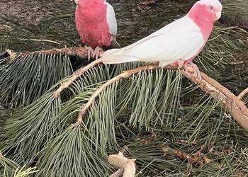 Kakadu Lutino 21/22 r