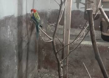 Sprzedam papugi Rozelle białolice