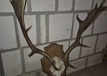 Poroże daniela oprawione + inne poroża