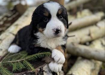 Piękna sunia Berneński Pies Pasterski z rodowodem wielopokoleniowym