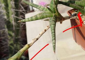 Sansevieria ballyi odrost z rozłogiem karłowata sansewieria Kenia kolekcja
