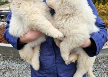 Polski Owczarek Podhalanski  szczeniaki