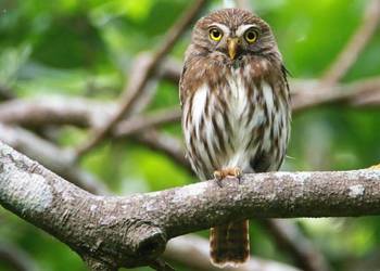 Sóweczka Brazylijska ( Glaucidium brasilianum ) Najmniejsza sowa. Ręcznie k