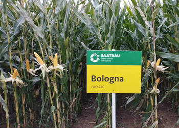 Nasiona kukurydza Saatbau Bologna na kiszonę/ziarno FAO 240 Nowość promocja Nasiona kukurydza Saatbau Bologna na kiszonę/ziarno FAO 240 Nowość promocja