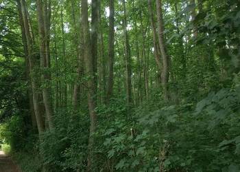 Karta informacyjna przedsięwzięcia, usunięcie, wycięcie drzew, cena