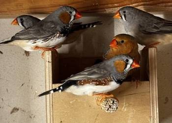 Zeberki Rude standard