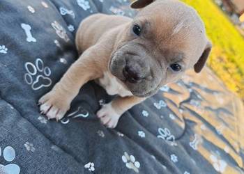 Szczeniak - Amstaff