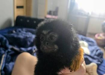 Tamaryna złotoręka