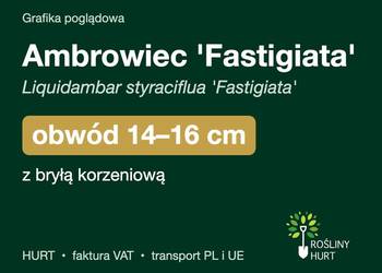 Ambrowiec 'Fastigiata' obwód 14-16 cm, z bryłą – HURT