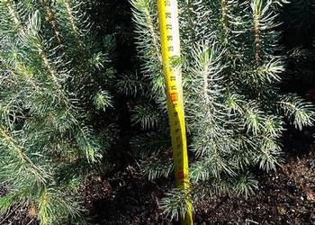 świerk kłujący ok. 20cm grubszy pospolity 2 letni od 70gr