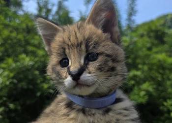 Serwal sawannowy, serval afrykański, ręcznie karmiony, samiec