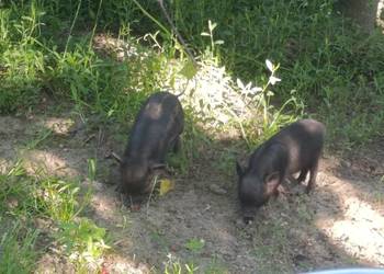 Swinki wietnamki mangalica