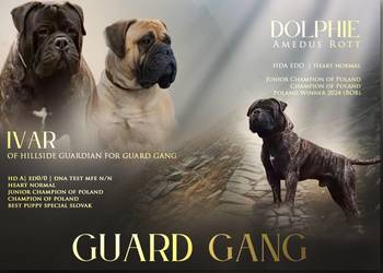 Bullmastiff zapowiedź miotu