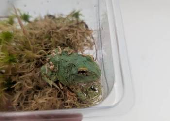 Żaba rogata samurai blue