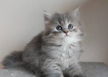 Śliczna Niebieska Kotka Syberyjska PZF/WCF