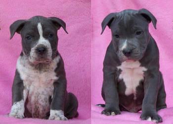 American Staffordshire Terrier Blue - samiec