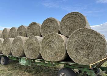 Siano bele ładne tegoroczne