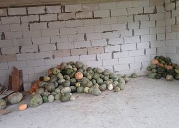 Dynia Ekologiczna 500kg Dynia Ekologiczna 500kg