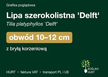 Lipa szerokolistna 'Delft' obwód 10-12 cm, z bryłą – HURT