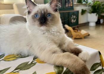 Kotka Ragdoll Zoya