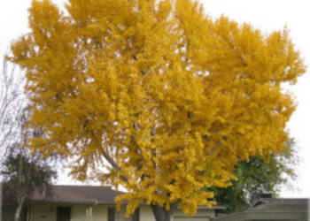 MIŁORZĄB CHIŃSKI Ginkgo biloba - NASIONA 6 sztuk - 10g.