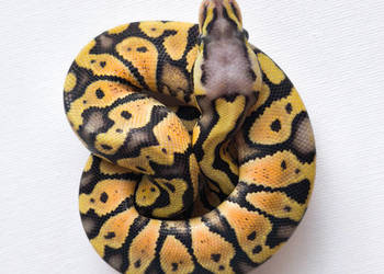 Wąż Pyton królewski ♂ Superfly {Super Pastel + Fire} • Python Regius