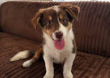 "CODY" piesek Border Collie czekoladowy tricolor BADANIA GENETYCZNE