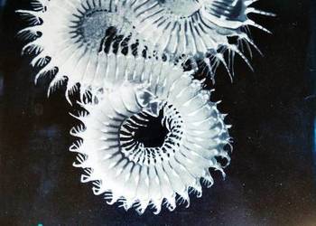 Brehm Życie zwierząt bezkręgowce