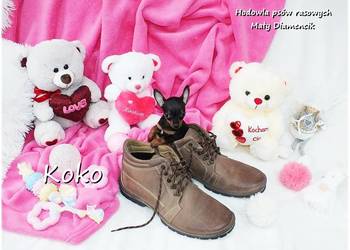 !! Ultra MINI !! Sunia KOKO Pinczer miniaturowy ( Ratlerek ) z Rodowodem