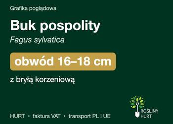 Buk pospolity (Fagus sylvatica) obwód 16-18 cm, z bryłą – HURT