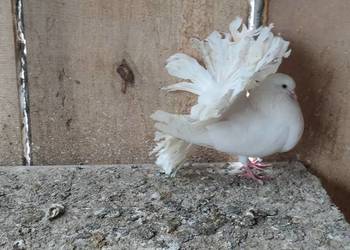 Sprzedam gołębie ozdobne