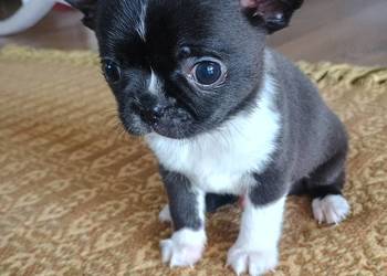 Chihuahua malutki xxs gorzka czekolada