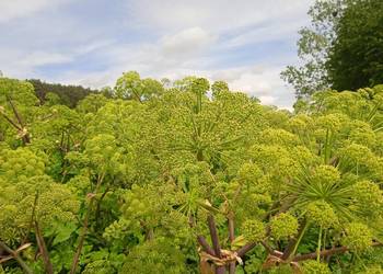 Arcydzięgiel litwor nasiona