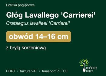 Głóg Lavallego 'Carrierei' obwód 14-16 cm, z bryłą – HURT