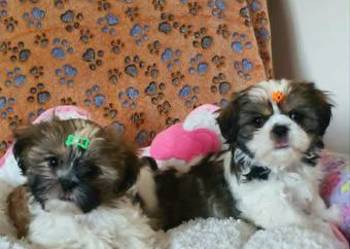 Śliczny Piesek Shih Tzu