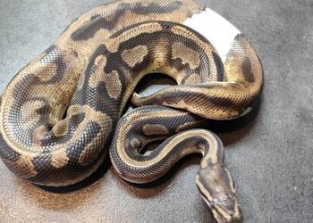 Pyton królewski samiec Piebald